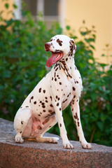 Dalmatian dog