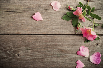 pink rose on wooden background