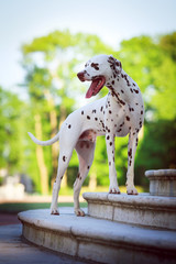 Dalmatian dog
