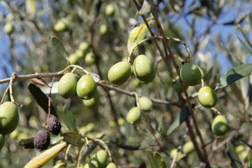 Olivas de la sierra de Segura