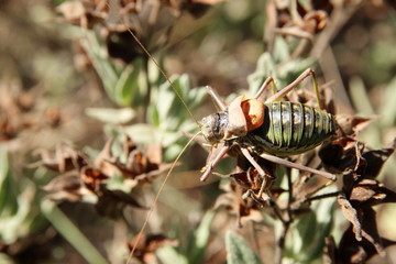 ORTOPTERO DE LA SIERRA DE MARIOLA (ALICANTE)