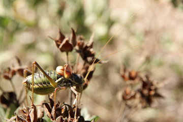 ORTOPTERO DE LA SIERRA DE MARIOLA (ALICANTE)