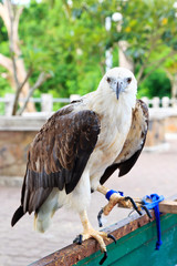 White bellied sea eagle
