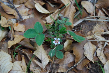 Blooming wild strawberry