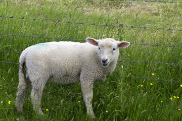 Fototapeta premium little lamb on green meadow