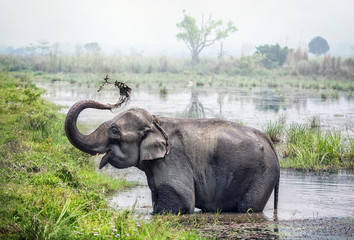 Elephant bathing in Nepal