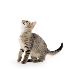 Cute tabby kitten