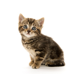 Cute tabby kitten on white