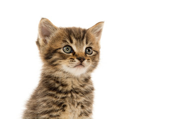Obraz premium Cute tabby kitten on white