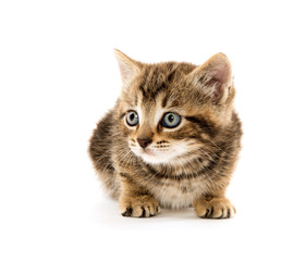 Obraz premium Cute tabby kitten on white