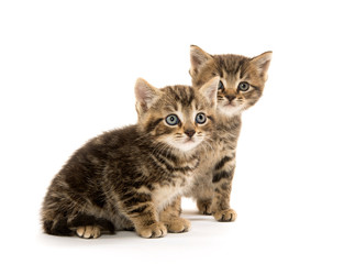 Two tabby kittens