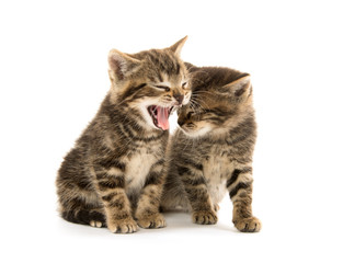 Obraz premium Two tabby kittens