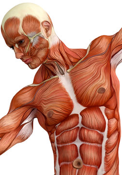 muscle man close up