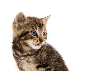 Cute tabby kitten on white