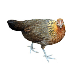 Image of hen