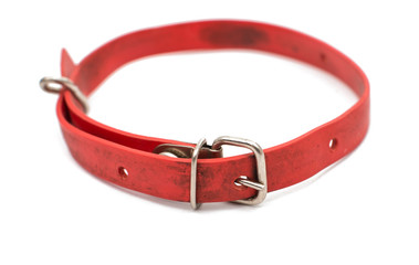 cat collar flea isolated