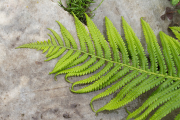 fern on the white background