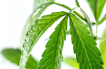 Close up marijuana leaf