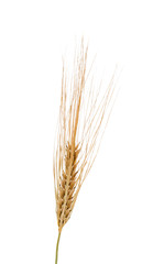 Fototapeta premium ears of wheat isolated