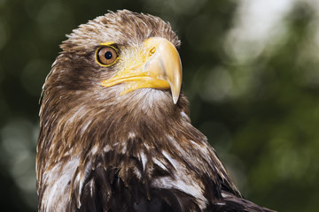 Brauner Adler, Hellenthal, Deutschland