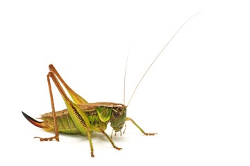Grasshopper