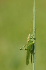 Grasshopper