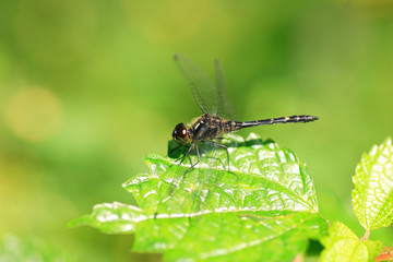 Sympetrum maculatum dragonfly in Japan 