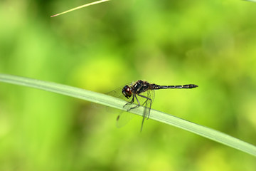 Sympetrum maculatum dragonfly in Japan 