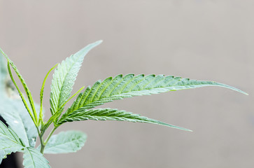Close up marijuana leaf
