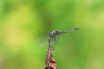 Sympetrum maculatum dragonfly in Japan 
