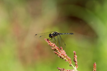 Sympetrum maculatum dragonfly in Japan 
