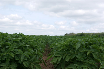 Potato plant - Potato field in summer