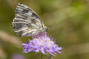 butterfly fly in morning nature