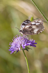 butterfly fly in morning nature