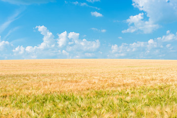 Wheat field illuminated by rays