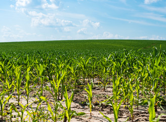 Fototapeta premium Corn field