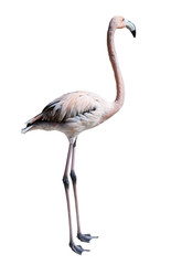 Fototapeta premium Standing flamingo. Isolated over white