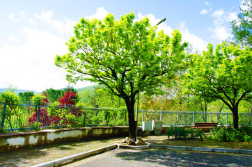 Obraz premium Albero
