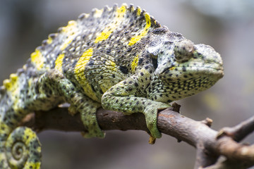 staring chameleon uploaded to a branch with beautiful green colo