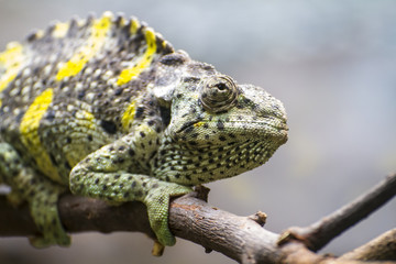 chameleon uploaded to a branch with beautiful green colors