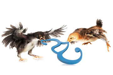 Two Chicks Fighting For A Paragraph Symbol