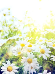 Photo sur Plexiglas Marguerites Art Bright summer flowers Natural background