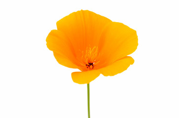 Eschscholzia californica flower