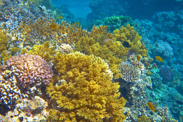 coral reef
