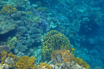 coral reef