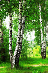 forest birch - 66395964