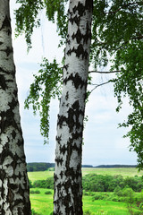 Obraz premium forest birch