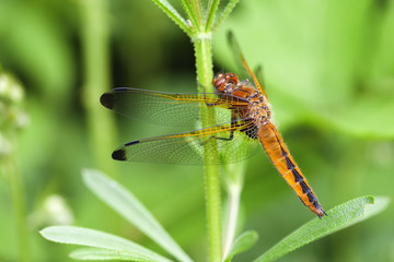 Flügel einer weiblichen Spitzenfleck Libelle
