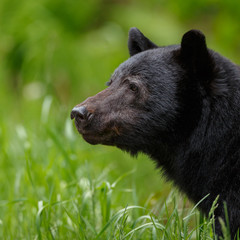 Black bear portrait