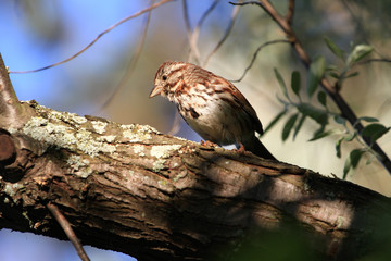Song Sparrow